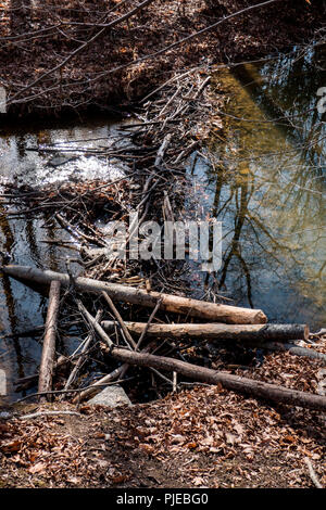 Barrage de castor en Fairfax, Virginie Banque D'Images