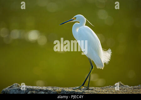 Aigrette, l'aigrette garzette, blanc, posant, fond vert, plume blanche Banque D'Images