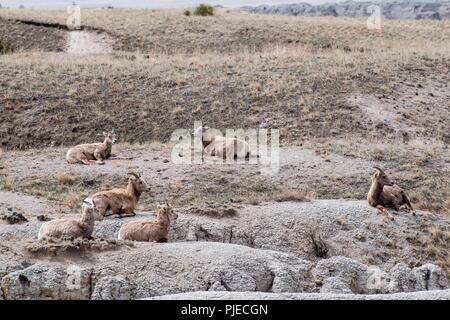 Mouflons, Ovis canadensis. Un troupeau de mouflons sieste dans les Badlands. Banque D'Images