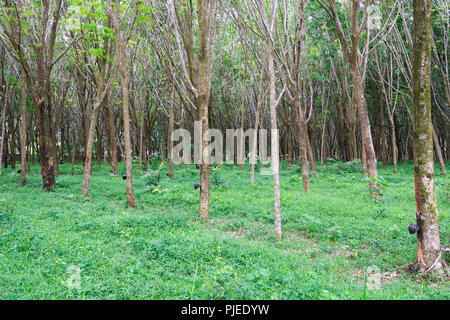 Arbre généalogique en caoutchouc ou en caoutchouc Para tree (Hevea brasiliensis) dans une plantation, Phuket, Thailand, Kautschukbaum Para-Kautschukbaum oder (Hevea brasiliensis) dans Banque D'Images