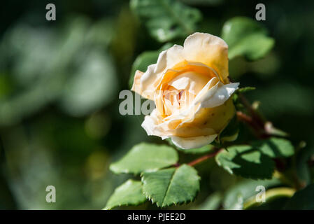 La fleur d'un crocus rose Banque D'Images