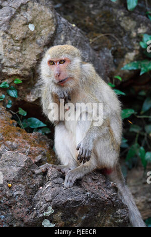 Langschwanzmakak ou mangeur de crabe (Macaca fascicularis), Thaïlande, Phang Nga, Langschwanzmakak Krabbenesser oder (Macaca fascicularis) Banque D'Images