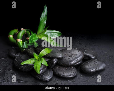 Concept spa avec massage et pierres de basalte noir pousse de bambou vert couvert de gouttes d'eau sur un fond noir Banque D'Images