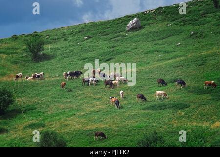 Les vaches de pâturage dans les montagnes des Alpes, l'Italie. La montagne verte Banque D'Images