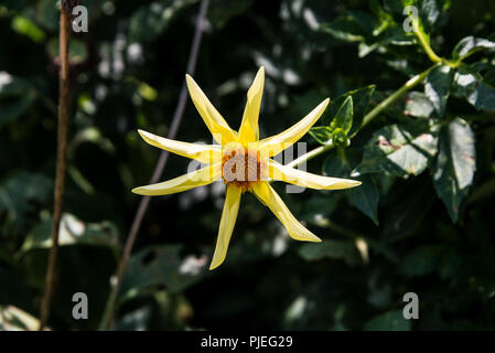 Un Dahlia Honka 'Yellow' Banque D'Images