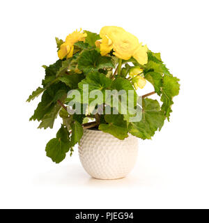 Bégonia jaune plante en pot isolated on white Banque D'Images