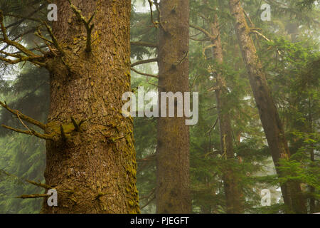 Epicéa de Sitka dans le brouillard le long de Juan de Fuca Marine Trail, parc provincial Juan de Fuca, British Columbia, Canada Banque D'Images