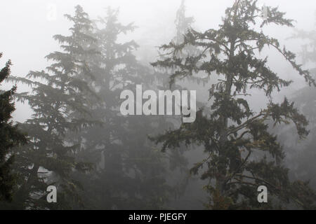 Dans le brouillard de la forêt à Sombrio Beach le long de Juan de Fuca Marine Trail, parc provincial Juan de Fuca, British Columbia, Canada Banque D'Images