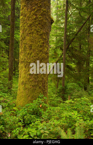 Epicéa de Sitka le long sentier de la plage de la Chine, parc provincial Juan de Fuca, British Columbia, Canada Banque D'Images