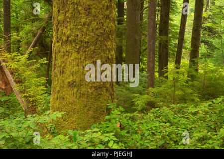 Epicéa de Sitka le long sentier de la plage de la Chine, parc provincial Juan de Fuca, British Columbia, Canada Banque D'Images