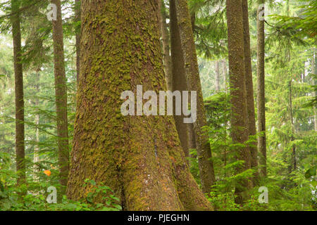 Epicéa de Sitka le long sentier de la plage de la Chine, parc provincial Juan de Fuca, British Columbia, Canada Banque D'Images