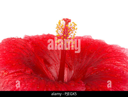 Close up sur le centre d'une fleur d'Hibiscus rouge isolé sur fond blanc. Hibiscus est un genre de plantes de la famille des Malvacées,. Banque D'Images