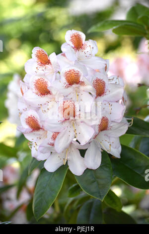 Rhododendron Banque D'Images