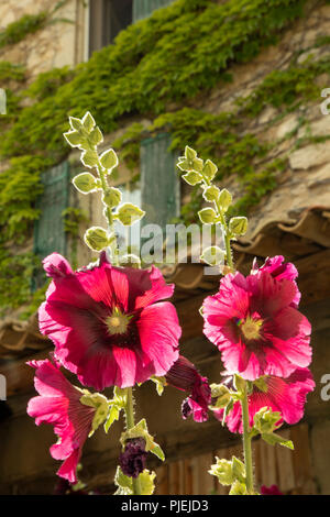 Roses trémières floraison fleurs en Provence dans le sud de la France Banque D'Images