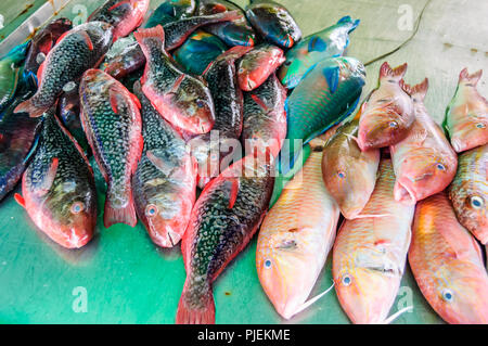 Assortiment de poissons Poissons affichage sur stall dans le sud de la Thaïlande Banque D'Images