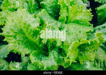 Les feuilles mûres salade verte juteuse sur lits de jardin dans un jardin, close-up Banque D'Images