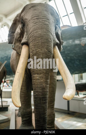 Londres, Angleterre - Juillet 2018 : grand éléphant statue à l'intérieur du Musée d'Histoire Naturelle Banque D'Images