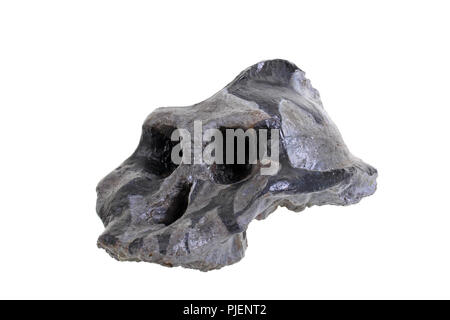 L'histoire de la famille de l'humanité, l'évolution de la population, l'arbre de famille de la personne, de l'australopithecus réponse crânienne. aeithiopicus Stammesgeschichte, Banque D'Images