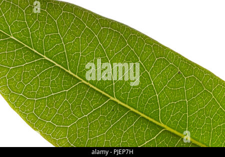 Macro image d'une feuille verte en été sur un fond blanc. Banque D'Images