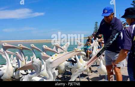 Central Coast, NSW, Australie. 5Th Jan, 2018. Un pêcheur se nourrir des pélicans sur la plage.Les pélicans sont l'une des attractions populaires pour les touristes à l'entrée front de Central Coast. Tous les après-midi, tous les pélicans venir et attendre d'être ici. Credit : Wei-Ling Tseng SOPA/Images/ZUMA/Alamy Fil Live News Banque D'Images