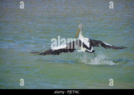 Central Coast, NSW, Australie. 5Th Jan, 2018. Un pélican vu dans l'eau à la plage.Les pélicans sont l'une des attractions populaires pour les touristes à l'entrée front de Central Coast. Tous les après-midi, tous les pélicans venir et attendre d'être ici. Credit : Wei-Ling Tseng SOPA/Images/ZUMA/Alamy Fil Live News Banque D'Images