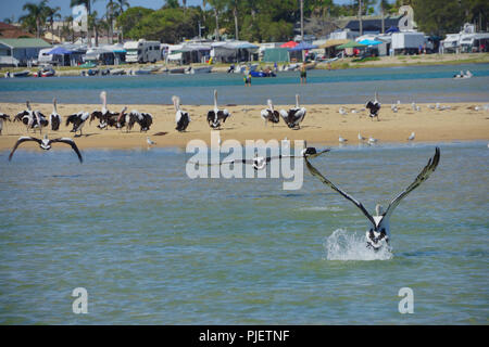 Central Coast, NSW, Australie. 5Th Jan, 2018. Les pélicans vu voler à la plage.Les pélicans sont l'une des attractions populaires pour les touristes à l'entrée front de Central Coast. Tous les après-midi, tous les pélicans venir et attendre d'être ici. Credit : Wei-Ling Tseng SOPA/Images/ZUMA/Alamy Fil Live News Banque D'Images