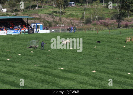 Gill Hall Estate, Dromore, comté de Down, Irlande du Nord. 06 septembre 2018. Aujourd'hui vu le début de l'International 2018 Chien d'essais cliniques. Haut les chiens et leurs maîtres d'Angleterre, Irlande, Ecosse et Pays de Galles en concurrence pour les finales et les titres de haut le samedi. Crédit : David Hunter/Alamy Live News. Banque D'Images