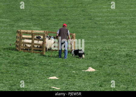 Gill Hall Estate, Dromore, comté de Down, Irlande du Nord. 06 septembre 2018. Aujourd'hui vu le début de l'International 2018 Chien d'essais cliniques. Haut les chiens et leurs maîtres d'Angleterre, Irlande, Ecosse et Pays de Galles en concurrence pour les finales et les titres de haut le samedi. Crédit : David Hunter/Alamy Live News. Banque D'Images