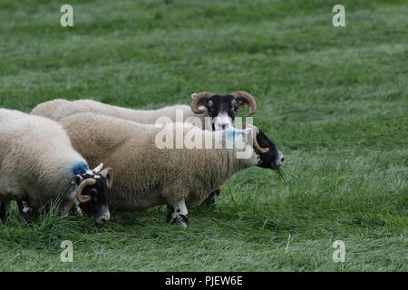 Gill Hall Estate, Dromore, comté de Down, Irlande du Nord. 06 septembre 2018. Aujourd'hui vu le début de l'International 2018 Chien d'essais cliniques. Haut les chiens et leurs maîtres d'Angleterre, Irlande, Ecosse et Pays de Galles en concurrence pour les finales et les titres de haut le samedi. Crédit : David Hunter/Alamy Live News. Banque D'Images