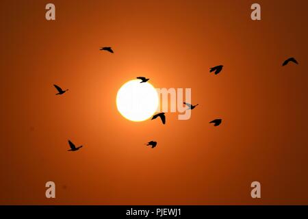 8 février 2016 - Srinagar, J&K, l'Inde - vu les oiseaux volant dans le ciel au coucher du soleil au Cachemire.niché dans les montagnes de l'Himalaya et connu pour ses magnifiques lacs et vallées en forme de soucoupe, la partie indienne du Cachemire, est aussi un des endroits de la terre la plus militarisée. Credit : Saqib Majeed/SOPA Images/ZUMA/Alamy Fil Live News Banque D'Images