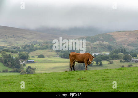 Bala Noth galles 6 Septembre 2018 : journée grise et la pluie avec des sorts en fin d'après-midi, le chemin de fer à vapeur de Bala chien porte sa veste, canoë sur le lac de Bala. Clifford Norton Alamy Live News. Banque D'Images