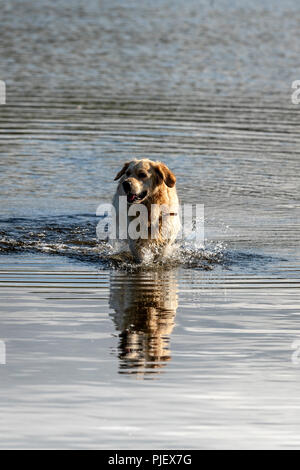 Bala Noth galles 6 Septembre 2018 : journée grise et la pluie avec des sorts en fin d'après-midi, le chemin de fer à vapeur de Bala chien porte sa veste, canoë sur le lac de Bala. Clifford Norton Alamy Live News. Banque D'Images