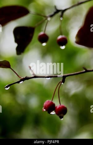 Zhangjiak Zhangjiak, Chine. Sep 7, 2018. Zhangjiakou, CHINE-rosée du matin peut être vu sur les plantes à Zhangjiakou, Chine du Nord, Province de Hebei. Crédit : SIPA Asie/ZUMA/Alamy Fil Live News Banque D'Images