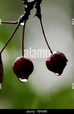 Zhangjiak Zhangjiak, Chine. Sep 7, 2018. Zhangjiakou, CHINE-rosée du matin peut être vu sur les plantes à Zhangjiakou, Chine du Nord, Province de Hebei. Crédit : SIPA Asie/ZUMA/Alamy Fil Live News Banque D'Images