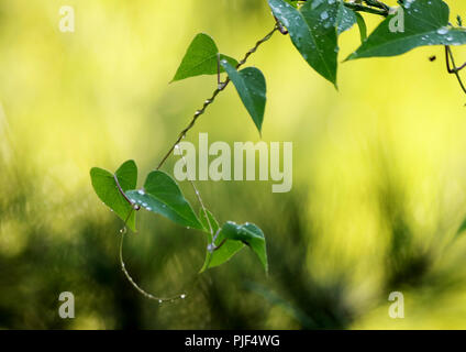 Zhangjiak Zhangjiak, Chine. Sep 7, 2018. Zhangjiakou, CHINE-rosée du matin peut être vu sur les plantes à Zhangjiakou, Chine du Nord, Province de Hebei. Crédit : SIPA Asie/ZUMA/Alamy Fil Live News Banque D'Images