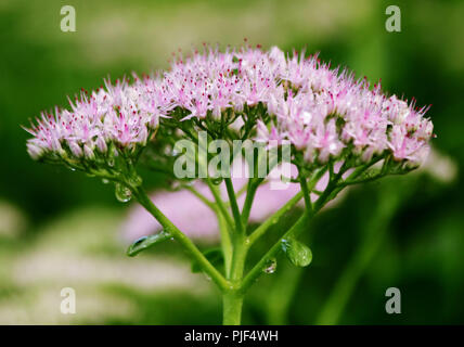 Zhangjiak Zhangjiak, Chine. Sep 7, 2018. Zhangjiakou, CHINE-rosée du matin peut être vu sur les plantes à Zhangjiakou, Chine du Nord, Province de Hebei. Crédit : SIPA Asie/ZUMA/Alamy Fil Live News Banque D'Images