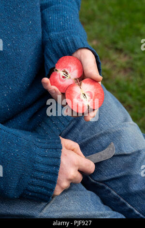 Malus domestica. Coupe homme ouvrir un 'Apple' Redlove era. UK Banque D'Images