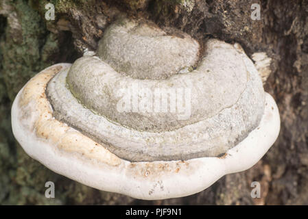 Fomes fomentarius , Amadou, champignon champignon sabot, Amadou amadou, conk macro champignons polypores Banque D'Images