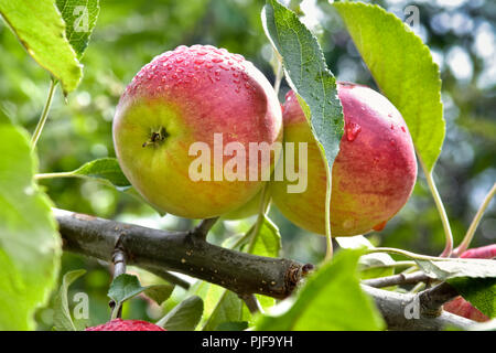 Pommes rouges growing on tree Banque D'Images