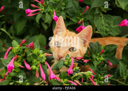 chat au gingembre Banque D'Images
