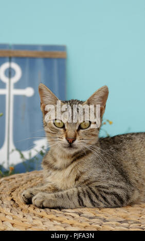 Chat domestique, noir tabby Banque D'Images
