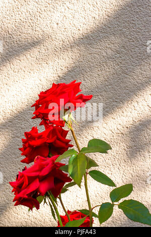 De plus en plus douces roses rouges dans le jardin. Floral background d'été. Copie de l'espace pour votre texte Banque D'Images