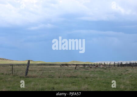 Chute de bétail dans les Prairies Banque D'Images