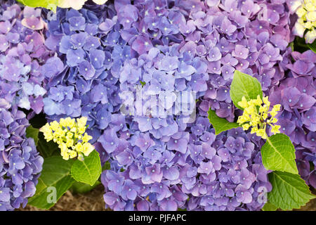 Hydrangea macrophylla 'Jip Blue' fleurs. Banque D'Images