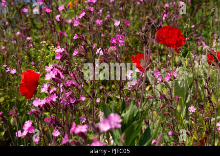 Les fleurs sauvages le long d'une journée d'été à Church Bay sur l'île d'Anglesey, dans le Nord du Pays de Galles Banque D'Images