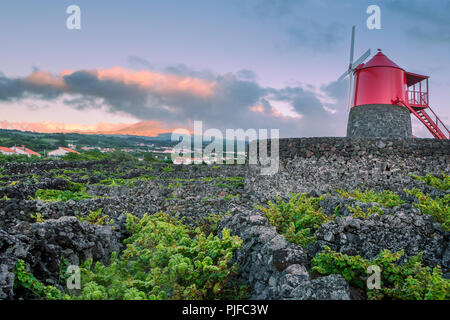 Vignobles à l'intérieur des parois de lave à Criacao Velha. L'île de Pico, Açores, Portugal Banque D'Images