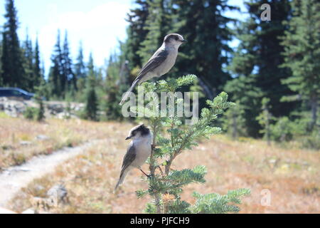 Geai gris whiskey Jack bird Banque D'Images