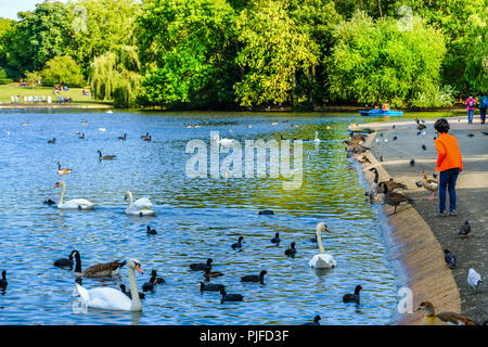 Garçon en veste orange vif nourrir les oiseaux nager dans un étang à Regent's Park, Londres, Angleterre Banque D'Images