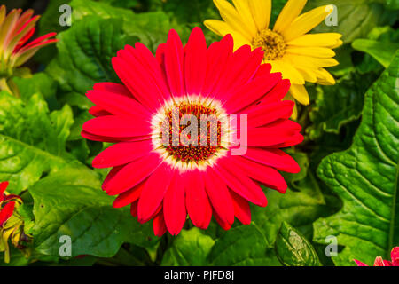 Gerbera Jamesoni Daisy Barberton rouge Fleur Perrenial Asterceae Banque D'Images