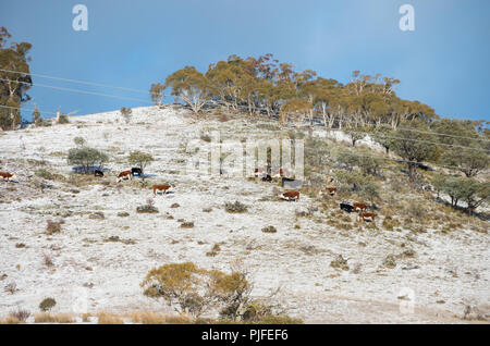 Australian Cattle Grazing in snowy field dans la région de Jindabyne après une chute de neige Banque D'Images